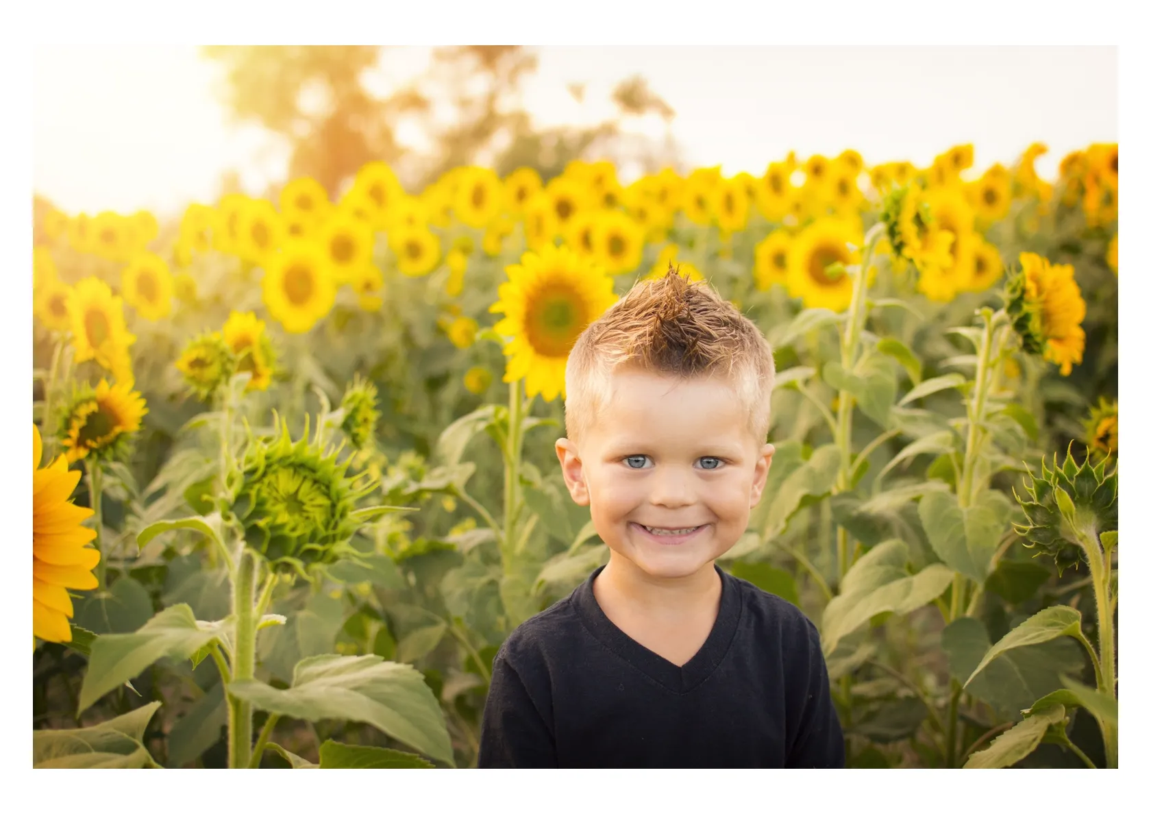 A photograph of a boy in a sunflower field, and the two-pen drawing made from it